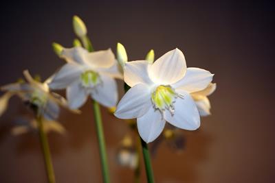 Eucharis grandiflora